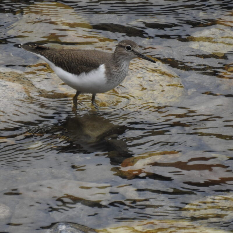 Common Sandpiper