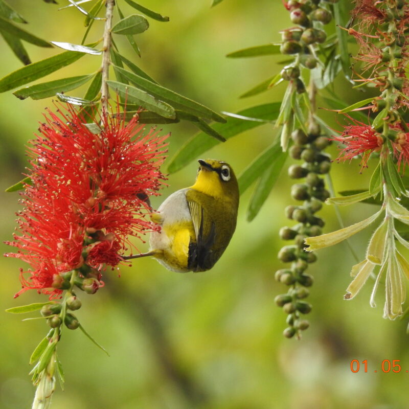 Indian White-Eye