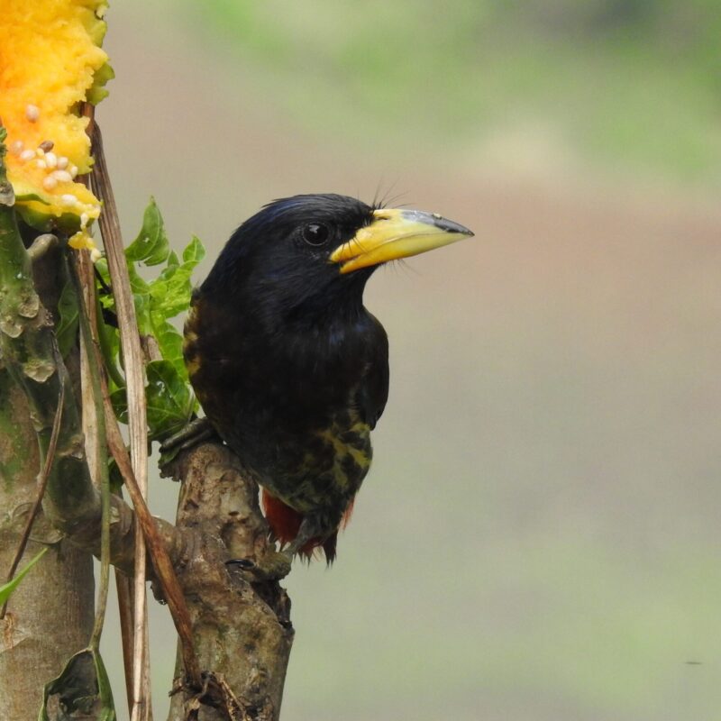 Great Barbet