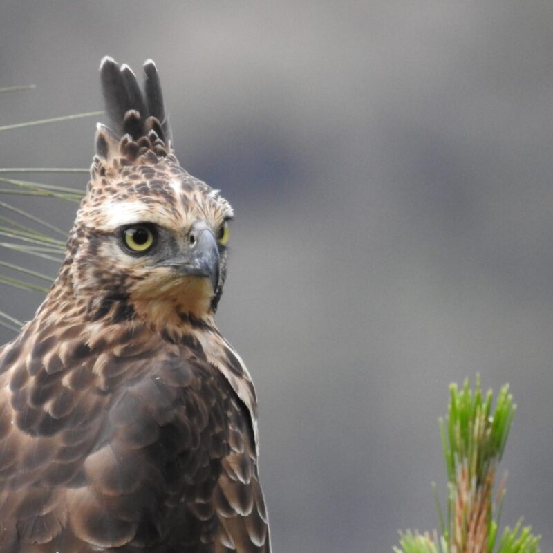 Mountain Hawk-Eagle