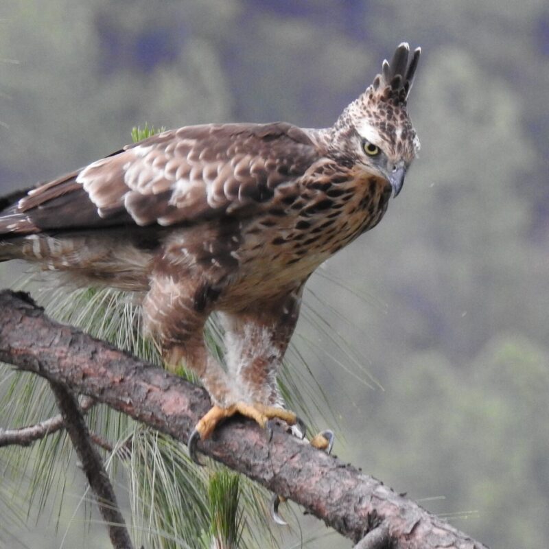 Mountain Hawk-Eagle