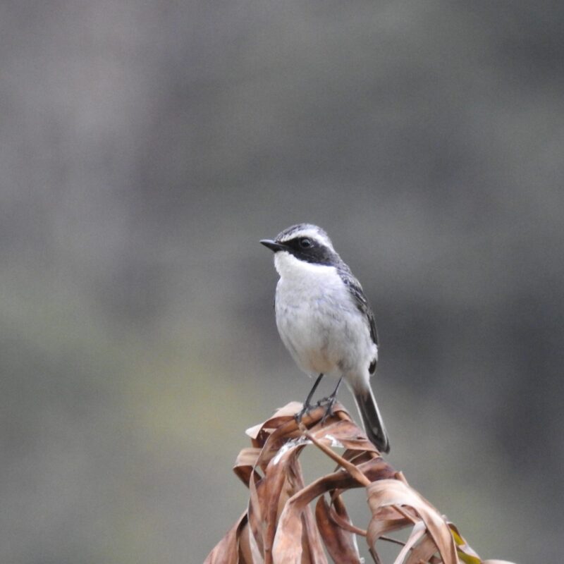 Gray Bushchat