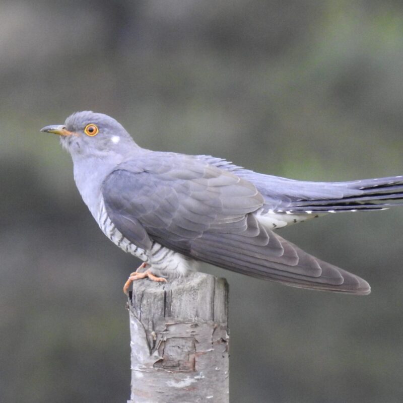 Common Cuckoo