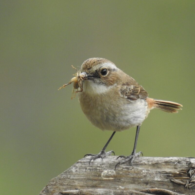 Gray Bushchat