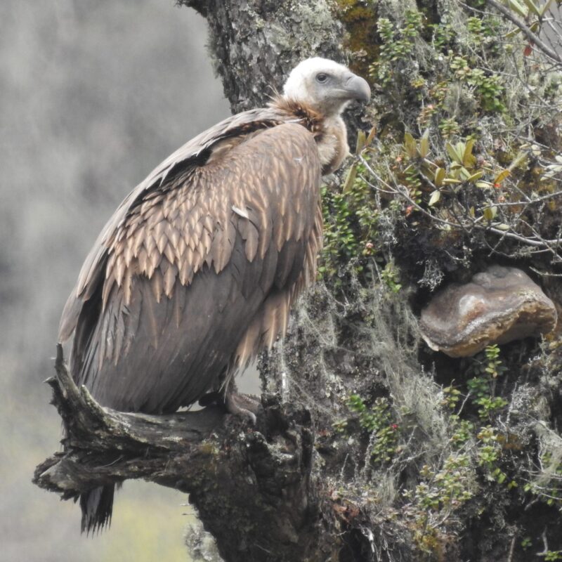 Himalayan Griffon