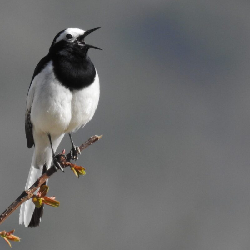 White Wagtail