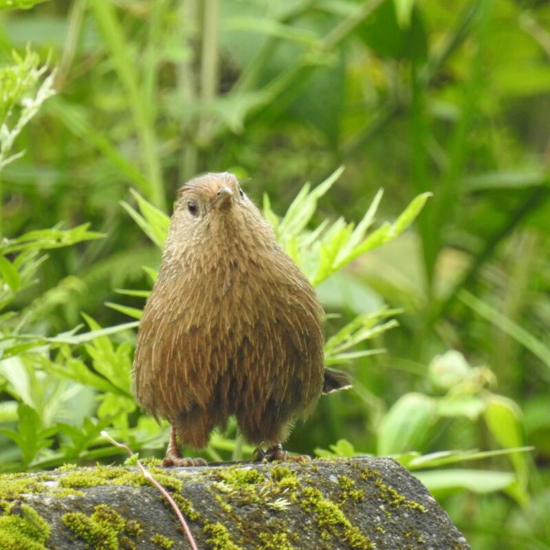 Bhutan Laughingthrush