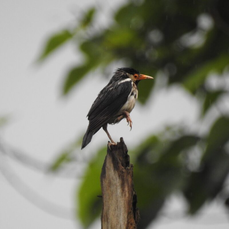 Aian Pied Starling