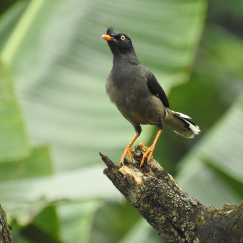 Jungle Myna