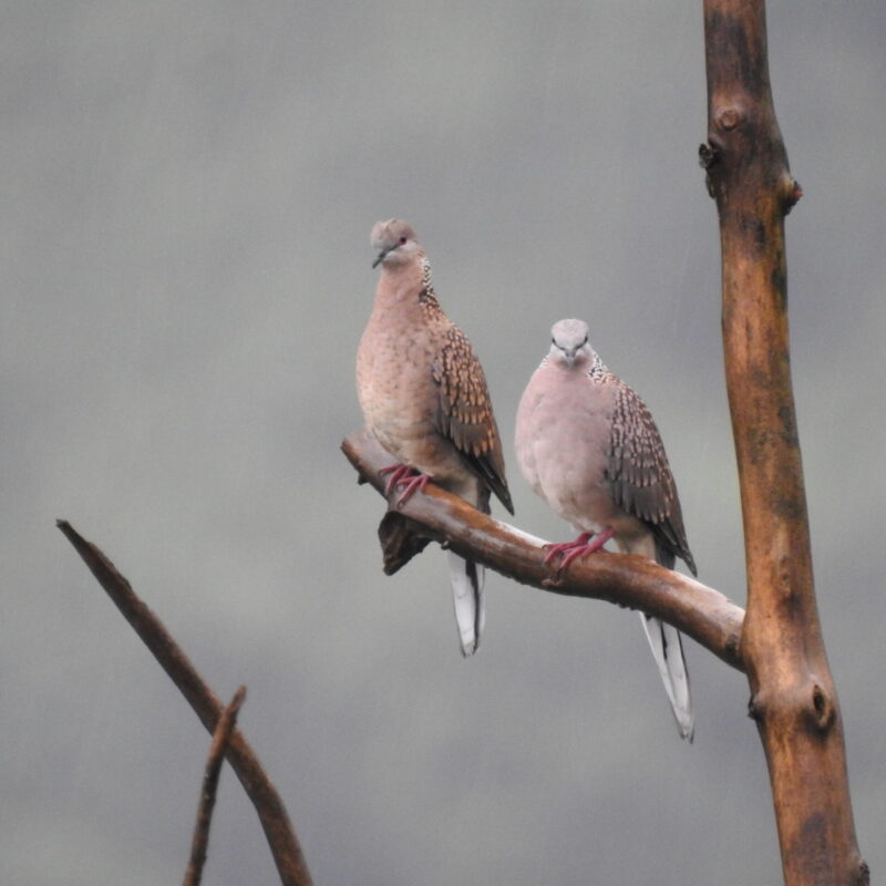 Spotted Dove