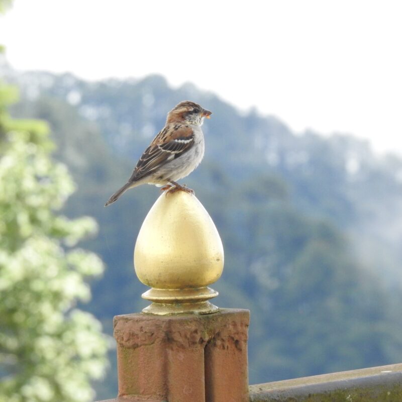 Russet Sparrow