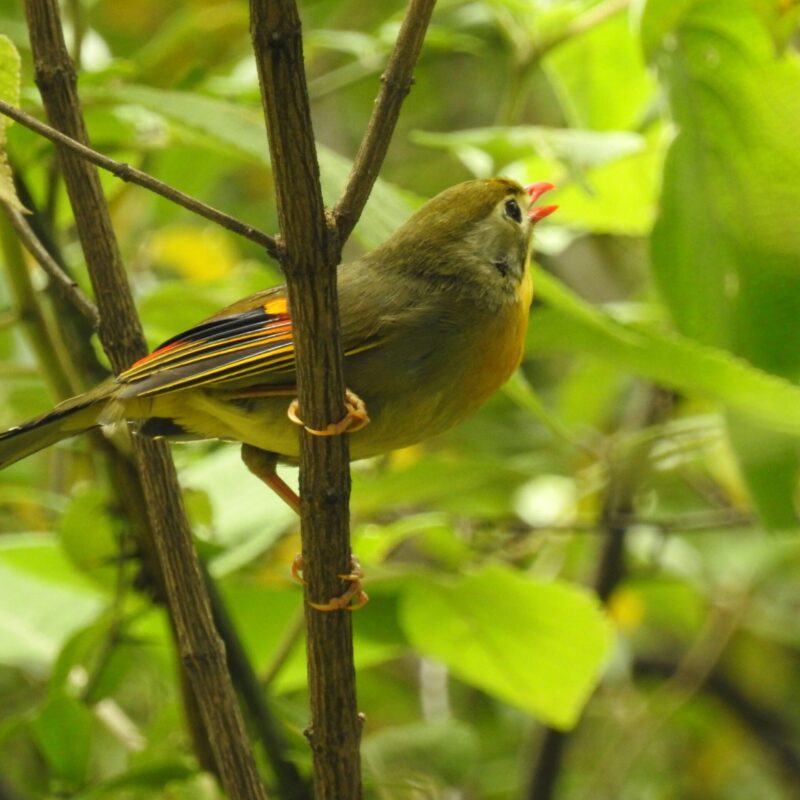 Red-billed Leiothrix