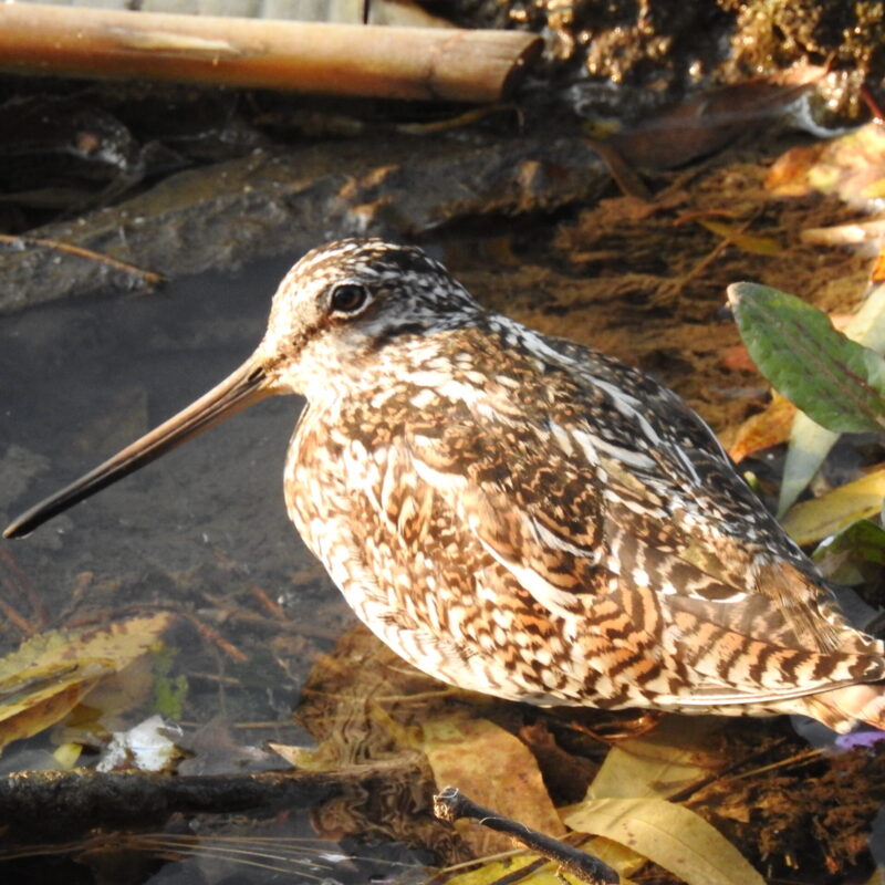 Solitary Snipe