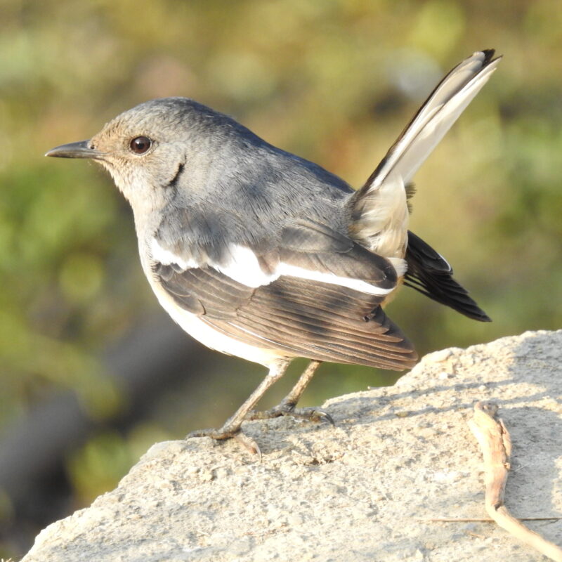 Oriental Magpie-Robin