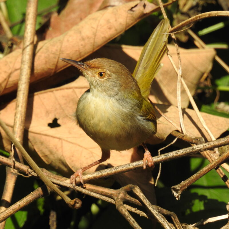 Commo Tailorbird