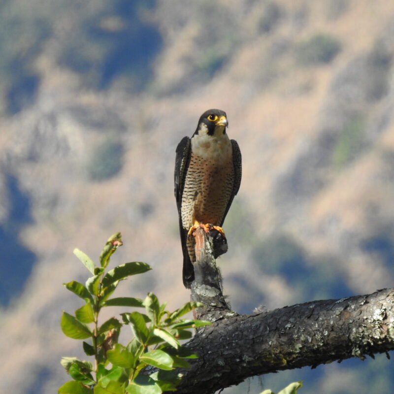 Peregrine Falcon