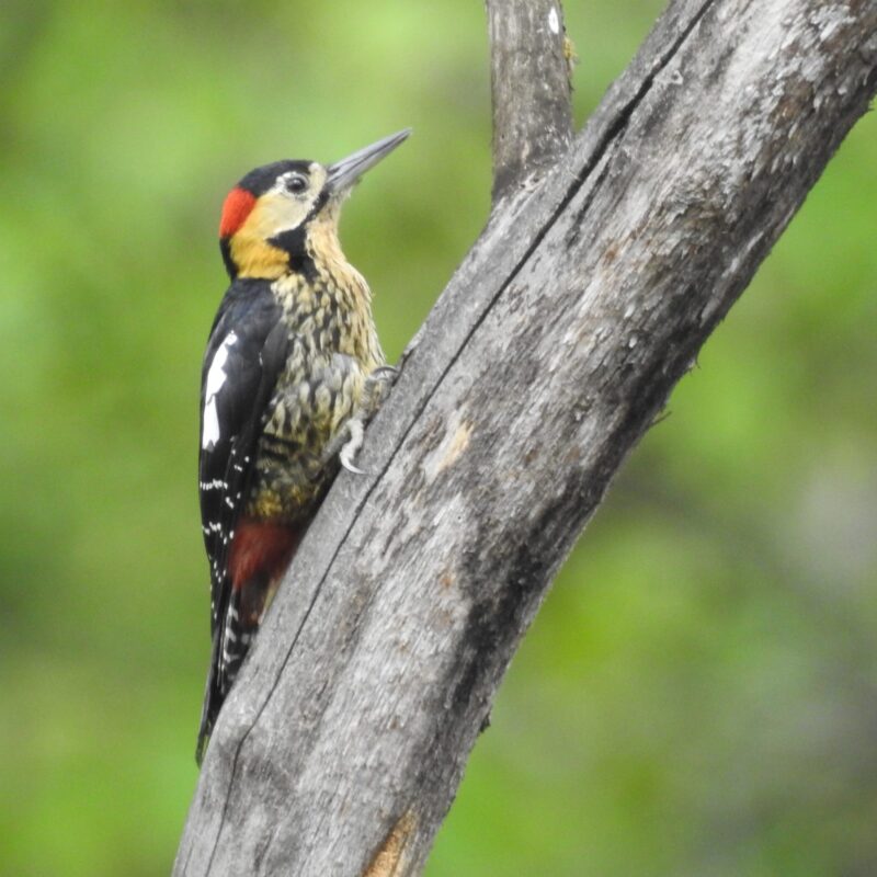 Darjeeling Woodpecker