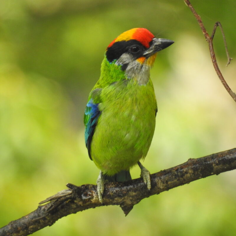 Golden-throated Barbet