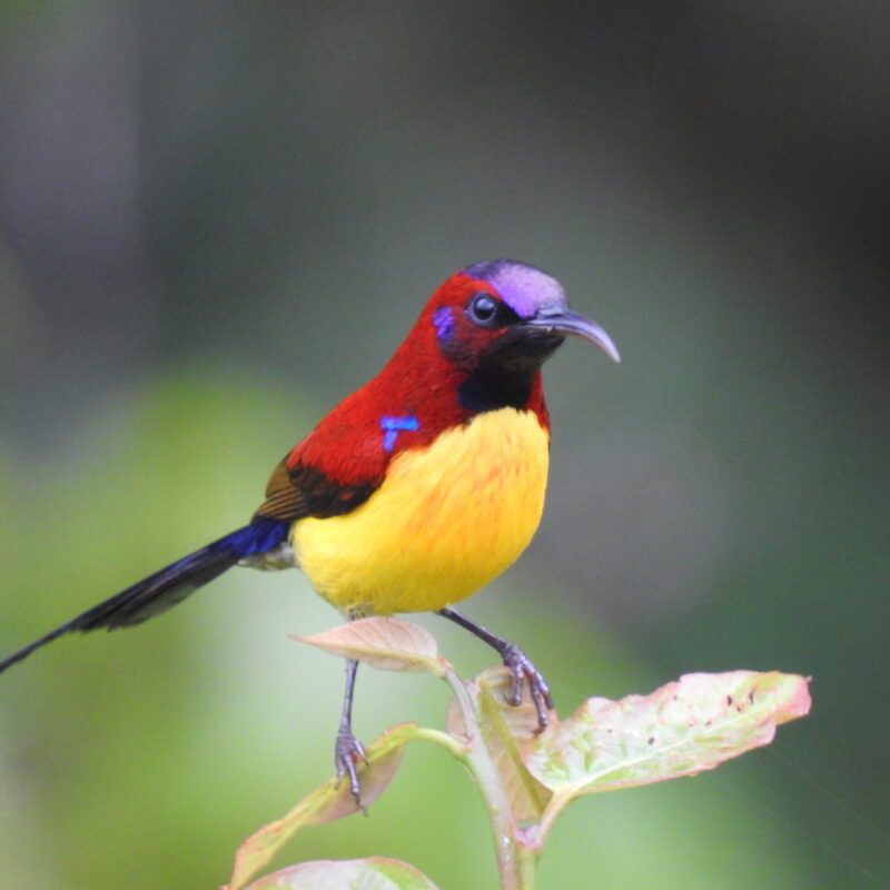 Mrs Gould's Sunbird