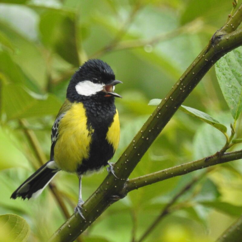 Green-back Tit