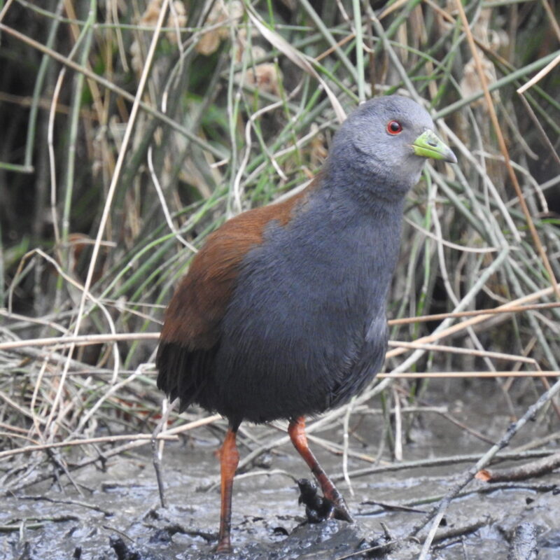 Black-tailed Crake