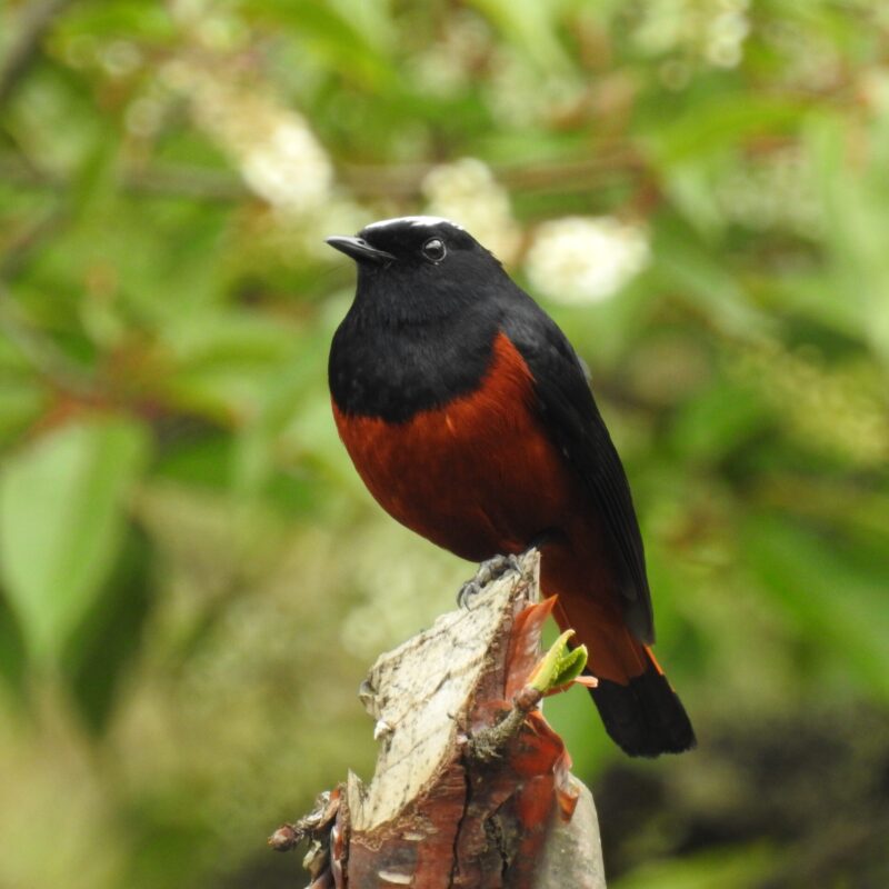 White-caped Redstart