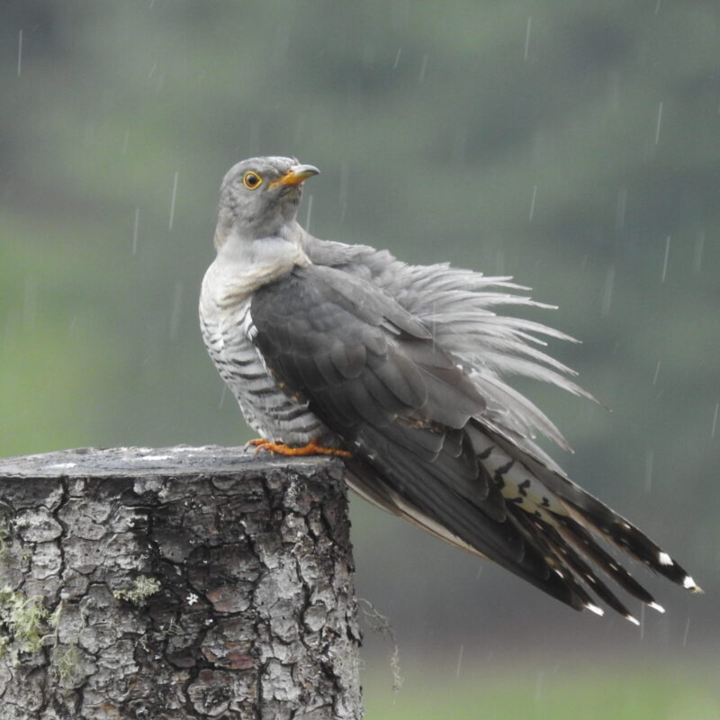 Eurasian Cuckoo