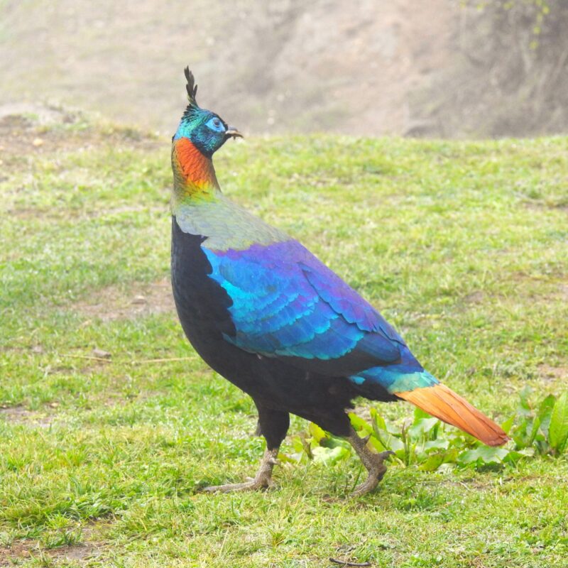 Himalayan Monal