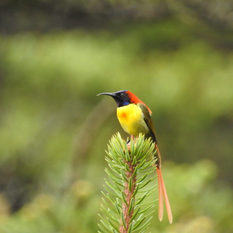 Fire-Tailed Sunbird