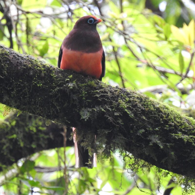 Ward's Trogon