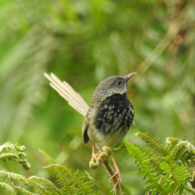 Black-throated Prinia