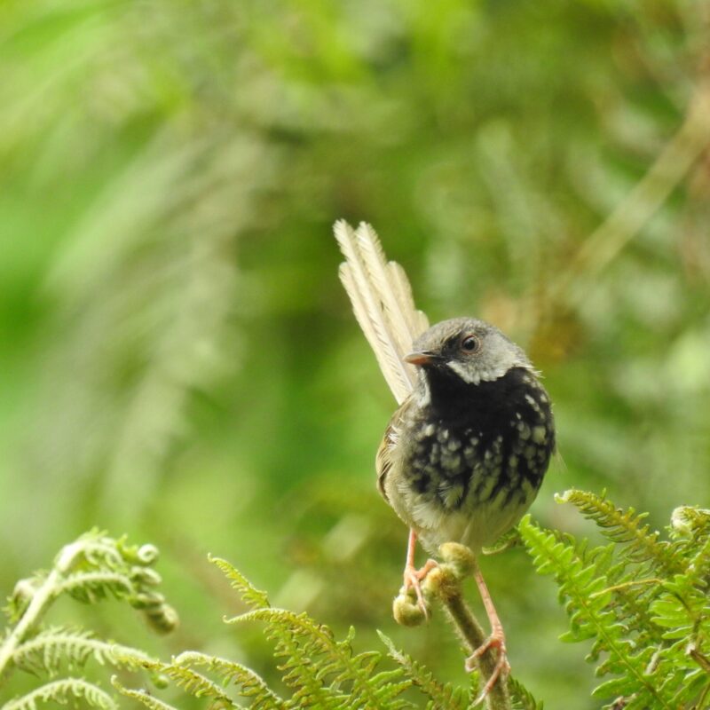 Black-throated Prinia