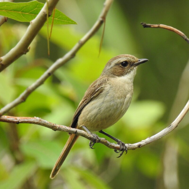 Gray Bushchat