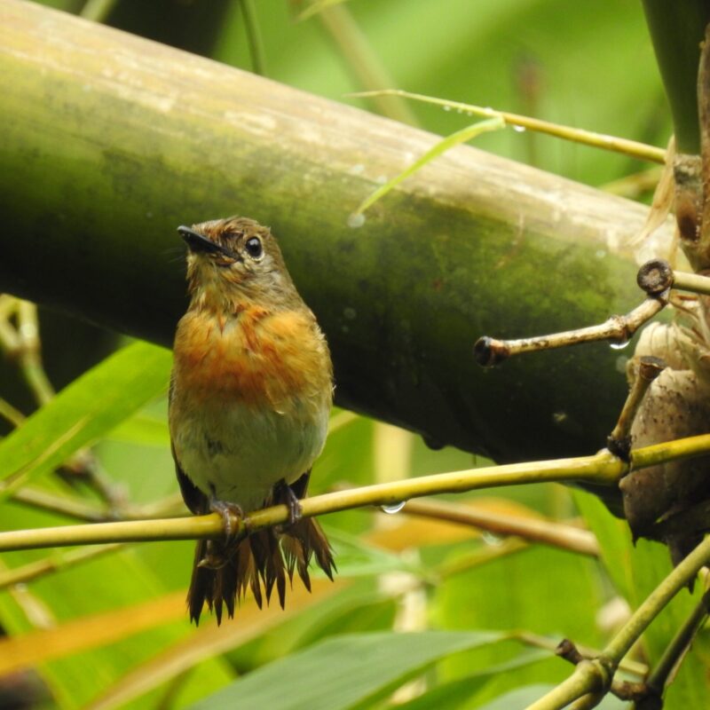 Blue-throated Flycatcher