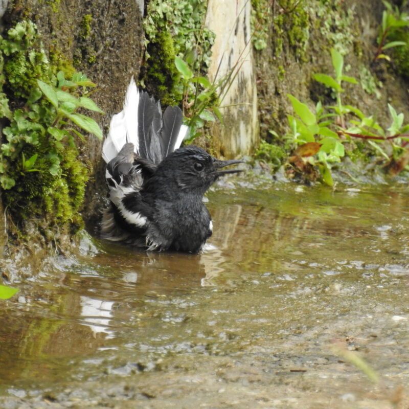 Oriental Magpie-Robin