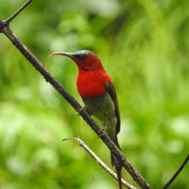 Crimson Sunbird