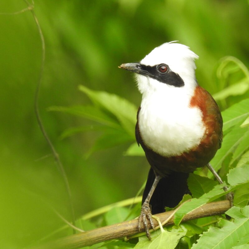 White-crested Laughingthrush