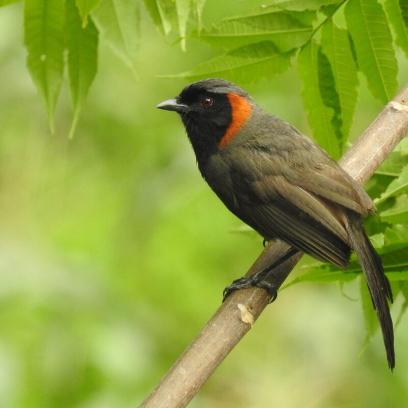 Rufous-necked Laughingthrush