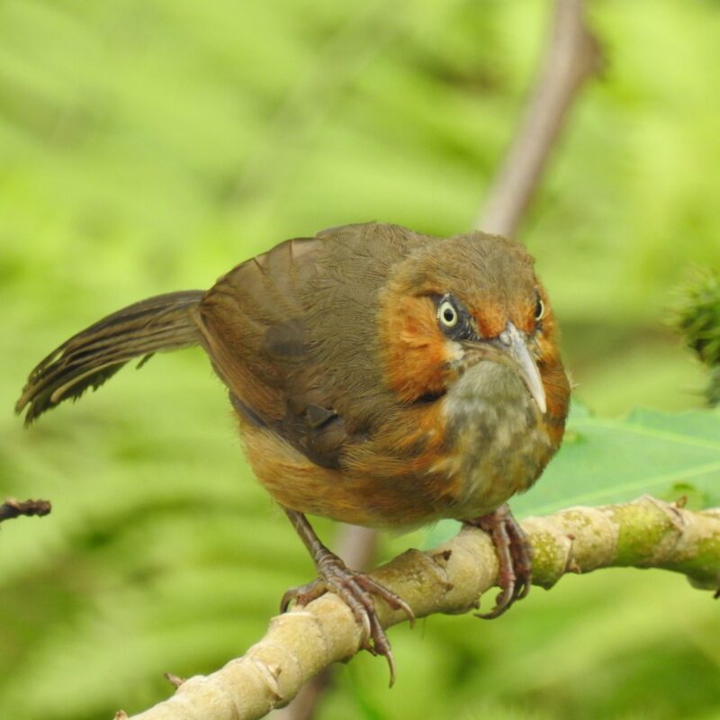 Rusty-cheeked Scimitar Babbler