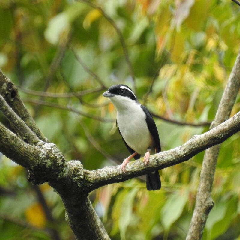 White-browed Shrike-babbler