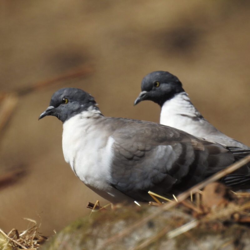 Snow Pigeon