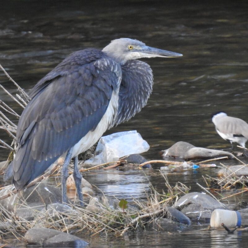 White-bellied Heron