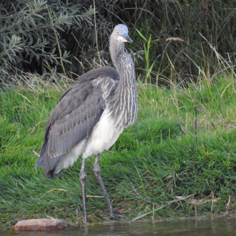 White-bellied Heron