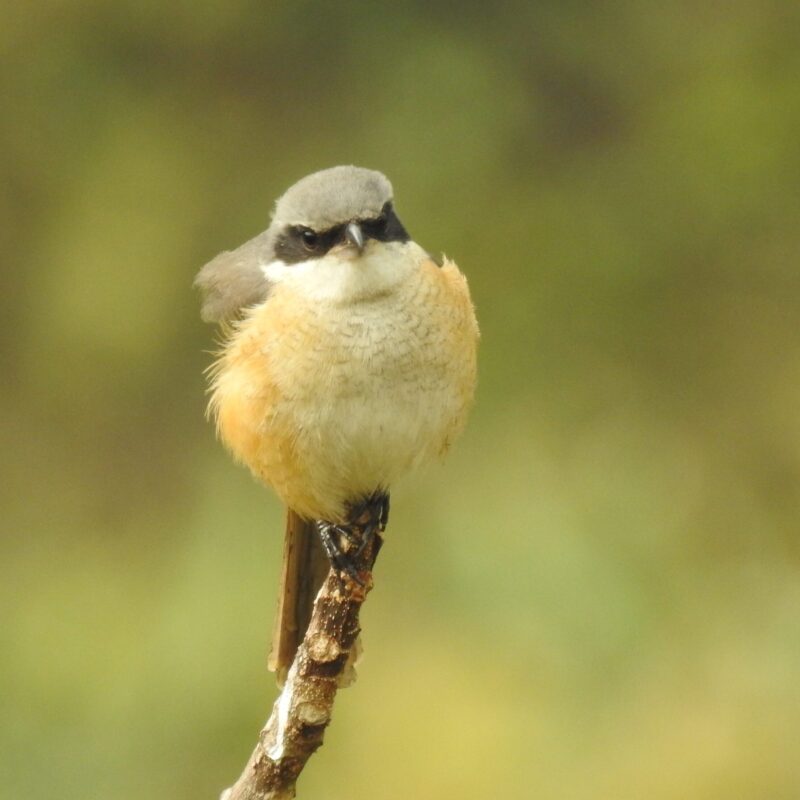 Gray-backed Shrike