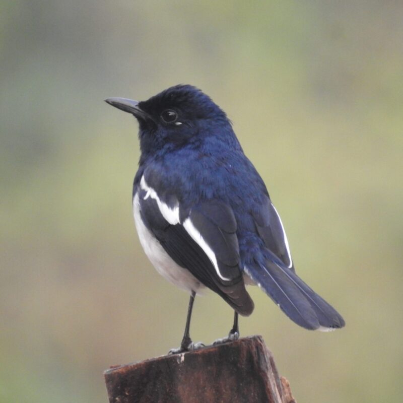 Oriental Magpie-Robin