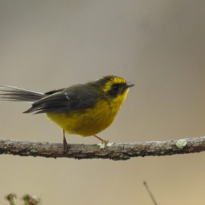 Yellow-bellied Fairy-Fantail