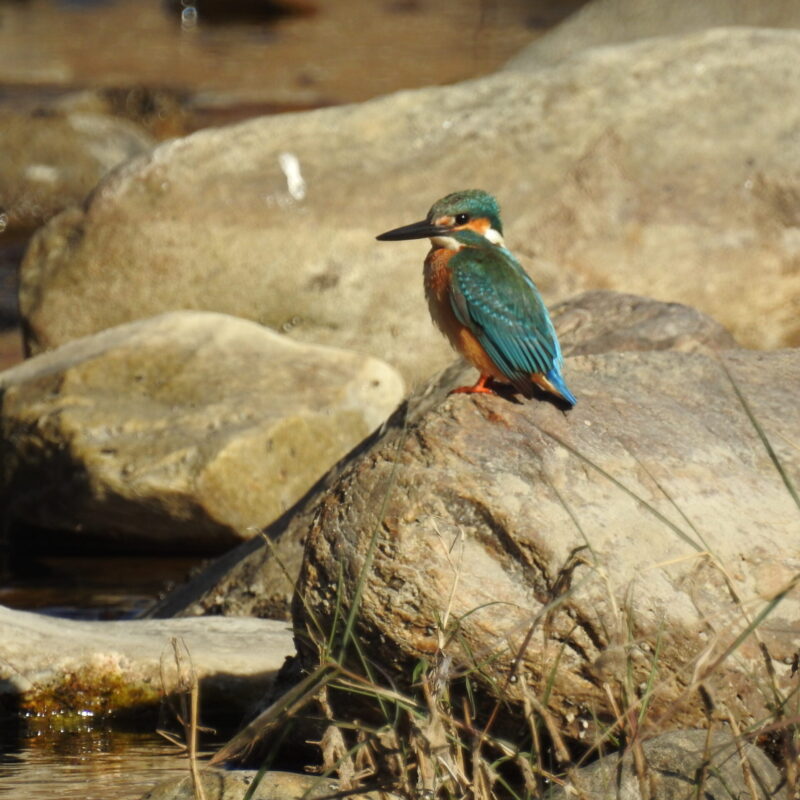 Common Kingfisher