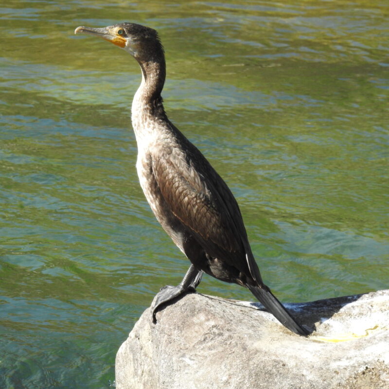 Great Cormorant