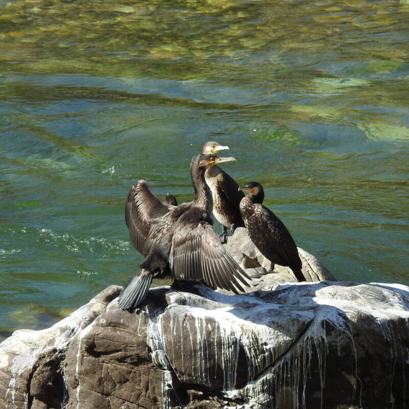 Great Cormorant