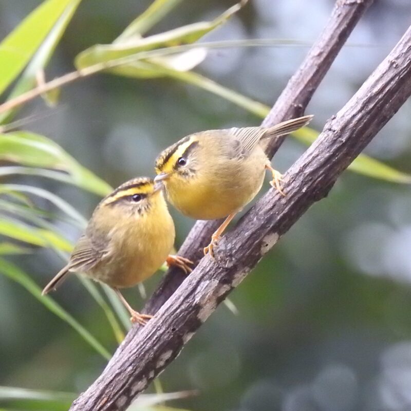 Yellow-throated Fulvetta